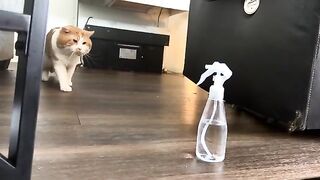 Nope CAT