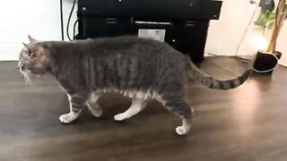 CAT Boys