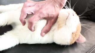 No belly for you 2