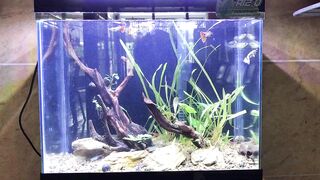 Aquascape 20