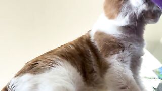 Borrow da belly
