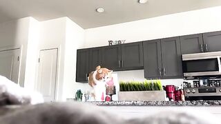 CAT  Jump