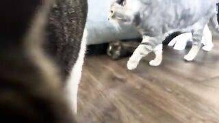 Cat watching