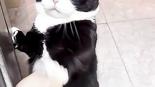 बिल्ली की ये बात आपको कोई नहीं बताएगा | Facts About Cats No One Will Tell You