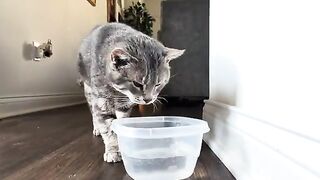 Line at the watering hole