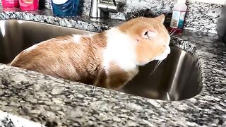 Goomba in the sink