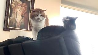 The mrrper plods