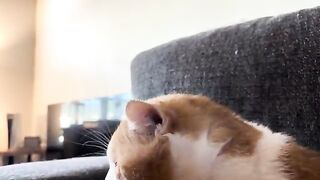 Cats. Except the music is worse