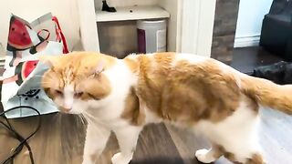 Adam noises and a tether