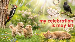 May Day celebrations about a woodpecker, dogs, a relaxed wallowing cat