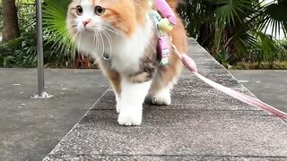 Too cute to handle ???? Watch this pretty cat steal hearts in seconds! #PrettyCat #CuteCat #CatVideo #FunnyCats