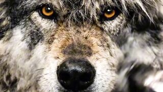 A wolf’s getting a haircut