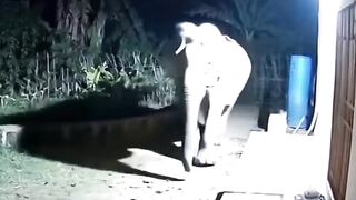 Elephant 13