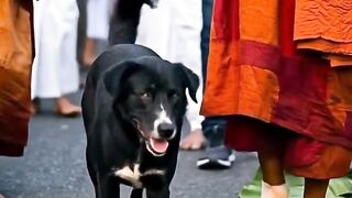සාම පාදයාත්‍රා