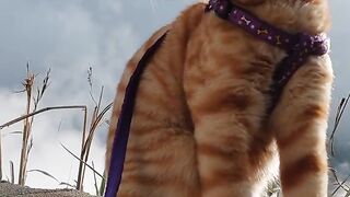 Tiny Explorer in the Big World