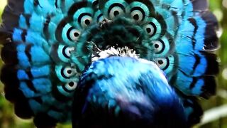 Rare Palawan Peacock-Pheasant: Stunning Iridescent Blue Courtship Display