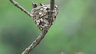 Guess the Species Name ????