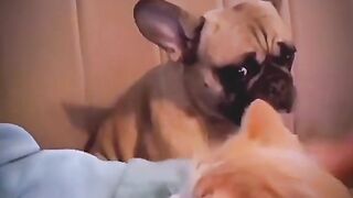 Oops! Funny Animals
