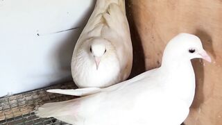 For pigeon lover nagapattinam line