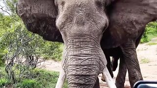 Elephant digging the road rare moment
