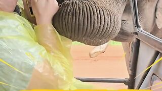 Elephant attack to tourists truck