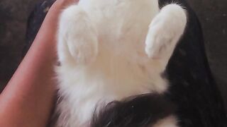 Cute Cat Chuppi Sleeping Poses