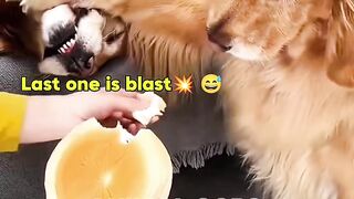 Funny Animals Moments try not to laugh
