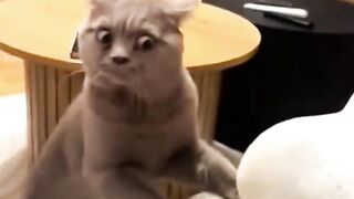 Rare Cute Cat Moments