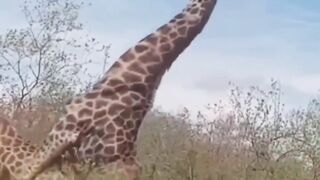 Hilarious Animal Fails Compilation Try Not to Laugh!