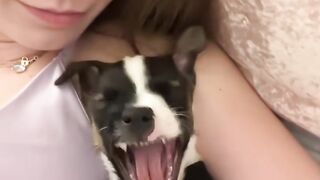 Funniest Dogs & Cats Compilation 2025  Try Not To Laugh Challenge