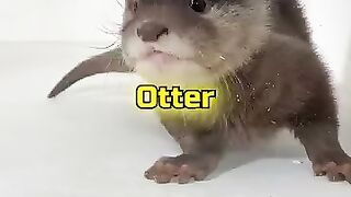 Guess the Animal | MrBeast