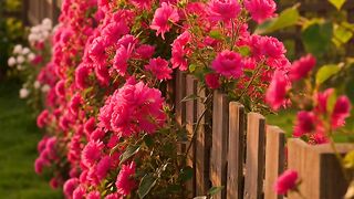 Endless Bloom