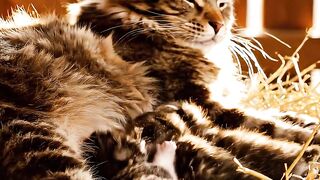 A Mother’s Love in the Quietest Moments ????❤️