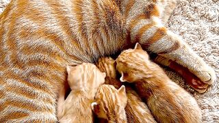 Mom Cat Protecting Her Babies ????????