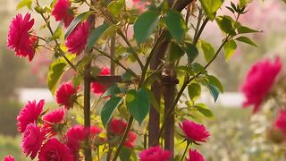Climbing Beauty Strong and graceful,