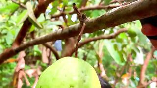 fresh guava