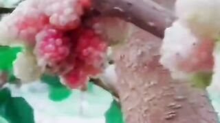 Mulberry Season : what you call this in your language