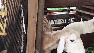1. Daily Life at the Sheep Farm ????