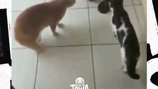 kucing nya paham banget wkwkw
