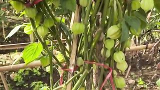 Apa Nama Buah ini di tempat kalian..