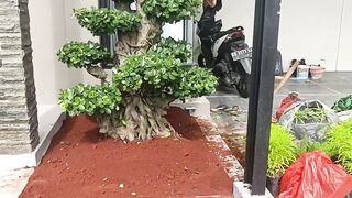Jasa Pembuatan Taman / Landscape