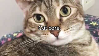 kucing 11