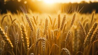 Golden wheat field
