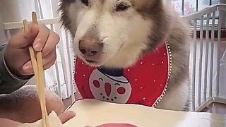 Oops! ???? Poor Dog