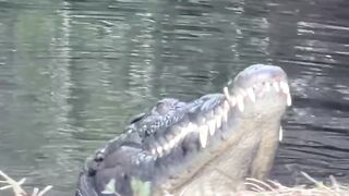 Giant Crocodile ???? Must watch ????