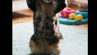 Title: This Cat Thinks It's the Boss ????????