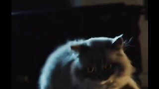 Cutest Cat Moment Ever ????????