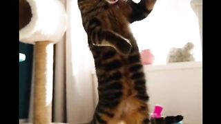 ou Won’t Believe What This Cat Did ????????