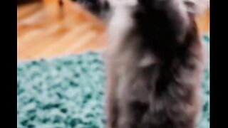 This Cat Has Zero Chill ????????