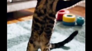 Smartest Cat on the Internet? ????????